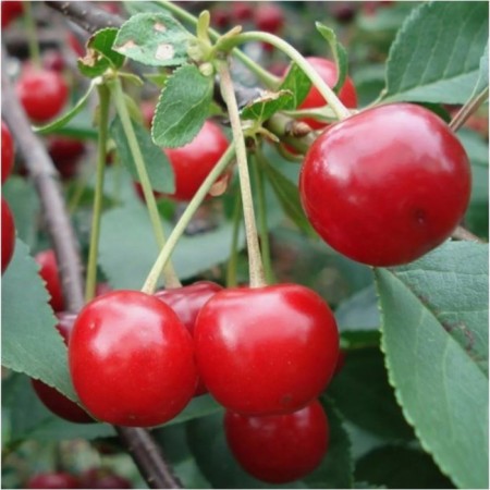 Stepnaya cherry is abundant, pot C3, 1 pc, summer 2024