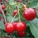Stepnaya cherry is abundant, pot C3, 1 pc, summer 2024