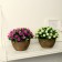 Bonsai in the pot "multilayer buds" 13x11 cm, mix