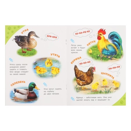 Encyclopedia for the smallest "Pets"-4
