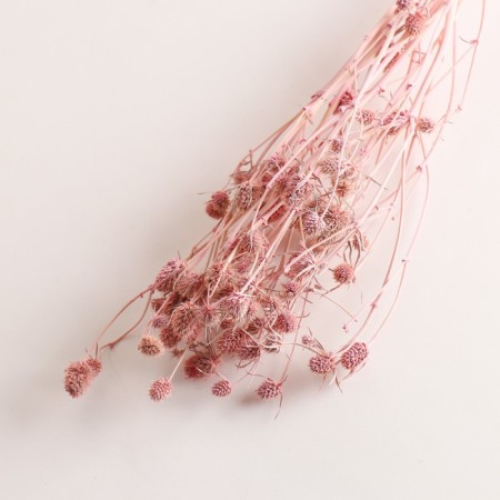 A set of dried flowers "Eringium", ban 5 pcs, length 50 (+/- 6 cm), pink-2