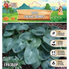 Хоста "Elegans", р-р I, размер L,1 шт, Весна 2024