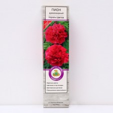 Pion tree peony (vaccinated on grassy) 