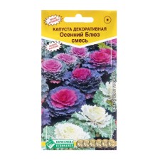 Seeds of flowers cabbage decorative 