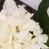 Artificial flowers "elite hydration" D-18 cm 50 cm, white