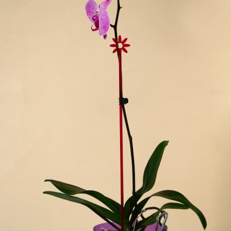 Support for orchids, h = 44 cm, plastic, raspberry, mix-7