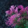 Set of artificial plants for aquarium (2 pcs), 10 cm