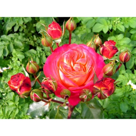 Saphenet Rosa "Med Summer", pot C4, Summer 2024