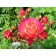 Saphenet Rosa "Med Summer", pot C4, Summer 2024