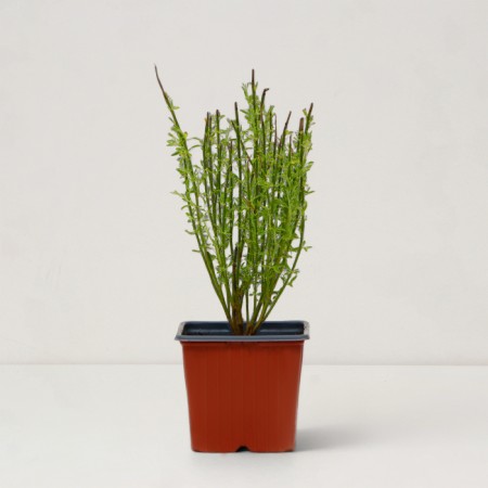 Saphenet Brushphane "Apricot Gem", P9 pot, summer 2024-1