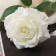Artificial flowers "Rose Grand Prix at" 8x56 cm, white