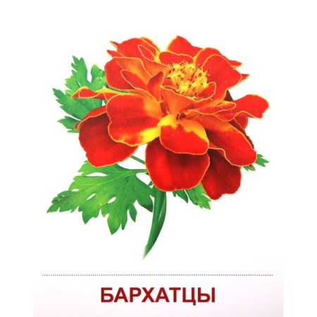 A set of cards. Garden flowers. 16 demonstration pictures-2