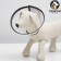 Veterinary collar "Piggon Premium" No. 8, necklift 41 cm, height 22 cm