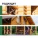 Antiseptic for external work Prosept Exterior, concentrate 1:19, 5l