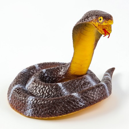 Royal snake "Royal Cobra"-1