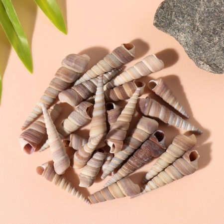 Treasury shells "Spiral" set 100 grams