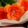 Букет "Маки махровые" 5х27 см, микс