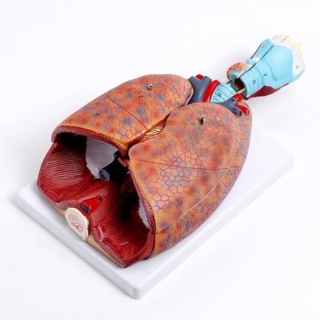 Match "Human breasts" collapsible 27*20*11cm