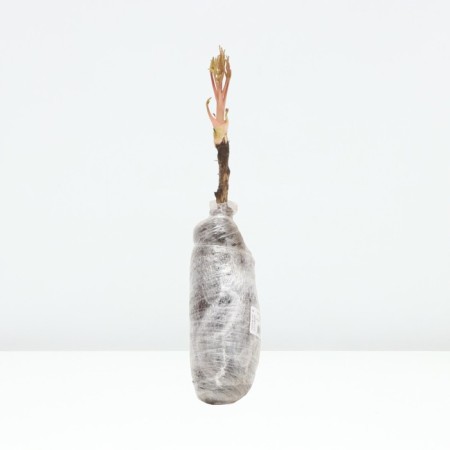 Pion tree "Heroes", tube, 1 pc, spring 2024-2