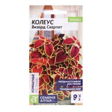 Seeds of indoor flowers Koering 