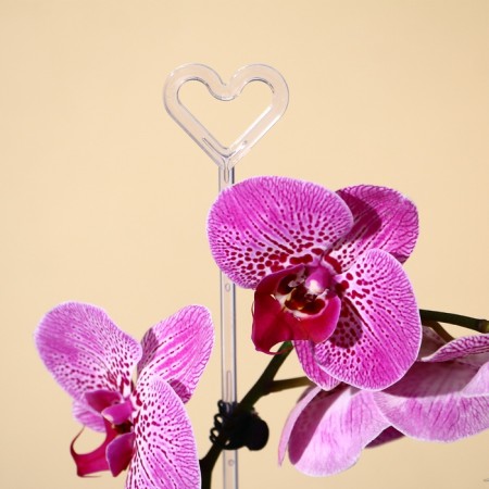 Support for orchids, h = 44 cm, plastic, transparent, mix-10