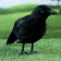 Figure "Raven" 27x8x17cm