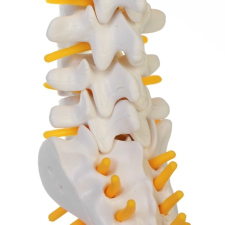 Lumbar of the spine "Lumbar" 18*12*8cm-4