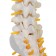 Lumbar of the spine "Lumbar" 18*12*8cm