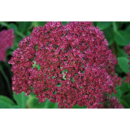 Sedum (cleansed) Prominent diamond, pot C2, 1 pc, summer 2024