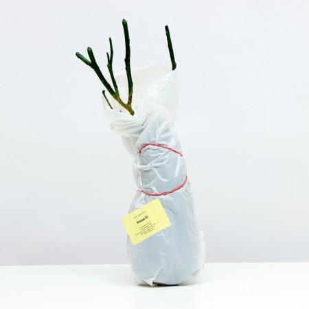 Rosa seedling Venice series "Premium", 1 pc, spring 2024-2