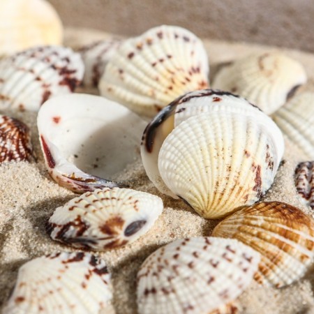 Set of shells, 2.5 - 4 cm, 100 g-2