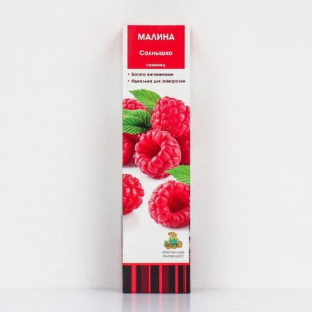 Raspberry traditional varieties "Sun", 1 pc, tube, spring 2025