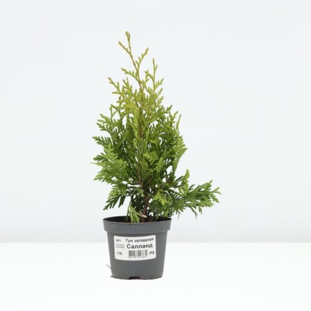 Thuja western "Salland", p9, 1 pc, spring 2024-1