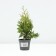 Thuja western "Salland", p9, 1 pc, spring 2024