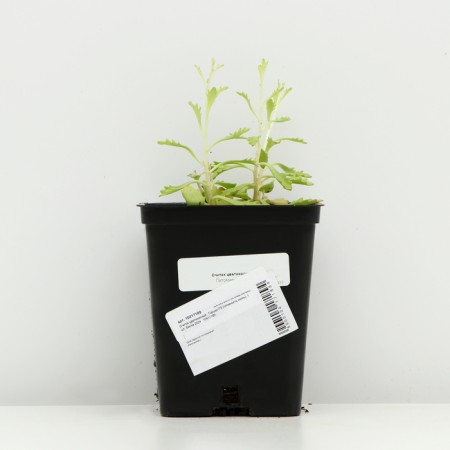 Colorbow peeling, P9 pot (readiness June), 1 pc, spring 2024-2