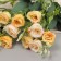 Bouquet "Rosa Knight Galant" 25 cm, mix