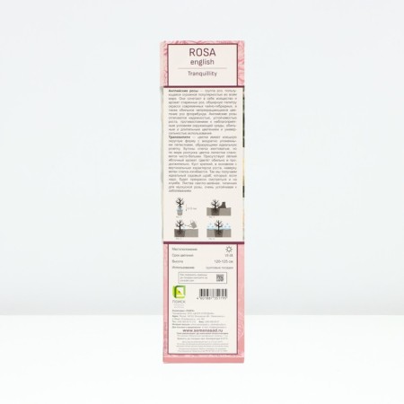 Seedling rose English park "Transviliti", tube, 1 pc, spring 2025-1