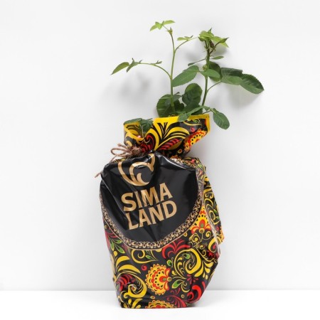 Sahenian Rosa Lydia, spray rose, pot 2 l., Summer 2024