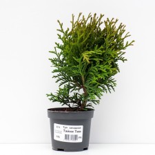 Thuja western Tim Tim, P9, spring 2024