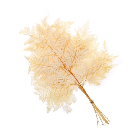 Sukhotzet "Paporotnik", yellow, 10 pcs. packaged-6