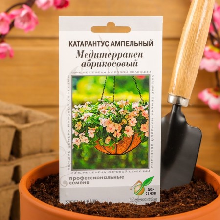 Flower seeds Cataranth AMP. Mediterranen, apricot, 7 pcs
