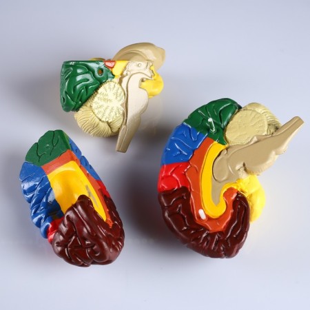 Ladder "Human Brain" 16*15cm-2