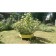 The flowerbed is galvanized, D = 80 cm, h = 15 cm, yellow, Greengo