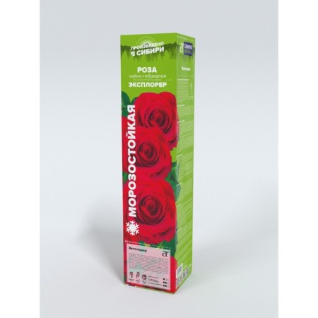 Rose Explorer, spring 2024, 1 pc.-1