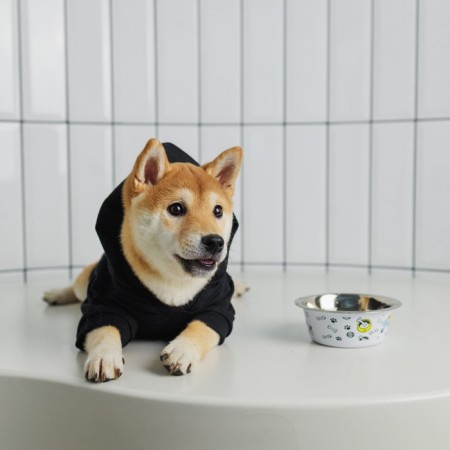 Folder Off-Dog for dogs (foot with a hose), size S (DS 24, Osh 33-37, OG 42-44), black-7