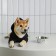 Off-DOG sweatshirt for dogs (foot with a hose), size L (DS 35, Osh 42-44, OG 54-58), black