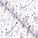 Paper Glossy "branches", 70 x 100 cm, 1 sheet