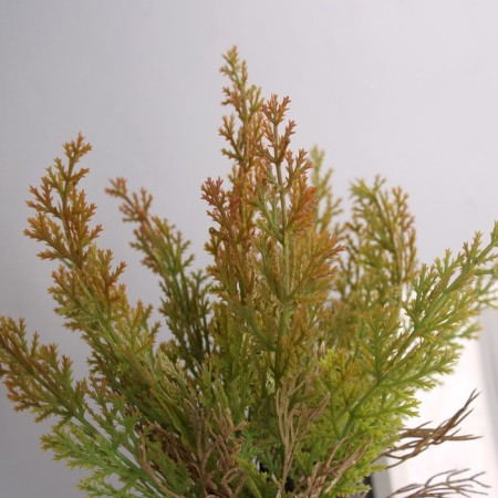 Bonsai "Room Cypress" 9x23 cm, mix-1