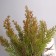Bonsai "Room Cypress" 9x23 cm, mix