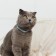 A collar for dogs and cats with Fasteks "Neon", 30 x 1 cm